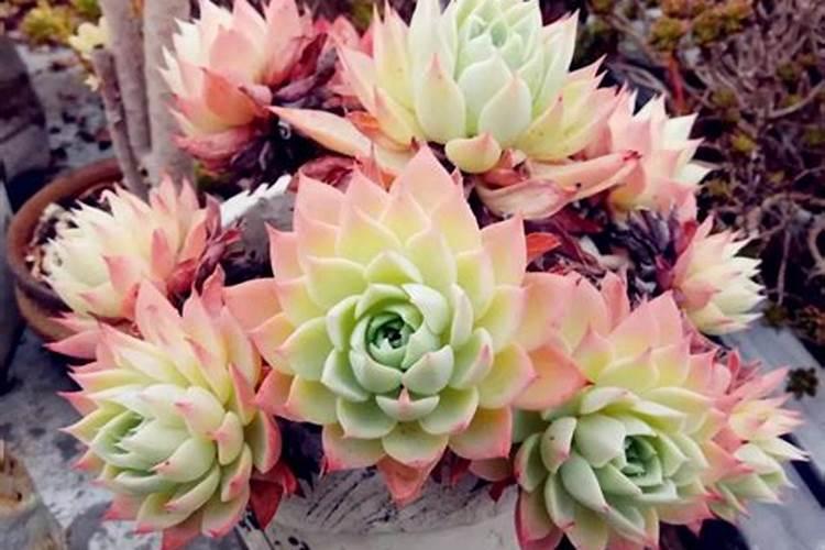 多肉植物施什么肥好