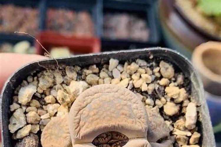 多肉植物一般用什么肥