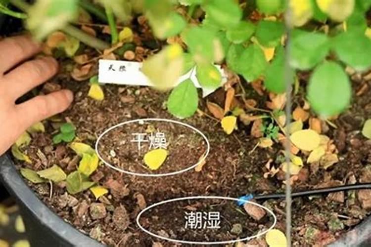 大月季花的养殖方法和注意事项,及时追肥冬季控温