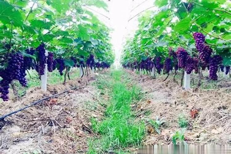 绿陇生物口碑怎么样