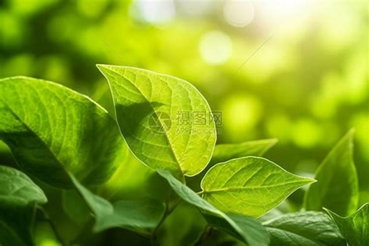 叶面肥叶绿素的作用