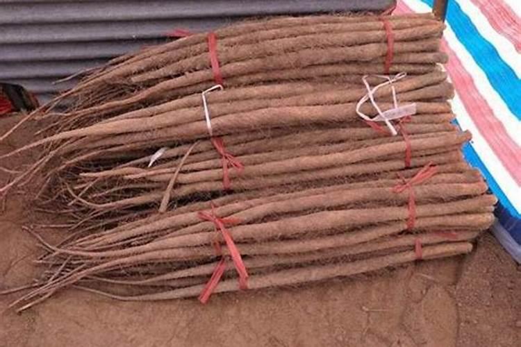 根茎类药材硼肥每亩最佳使用是多少斤