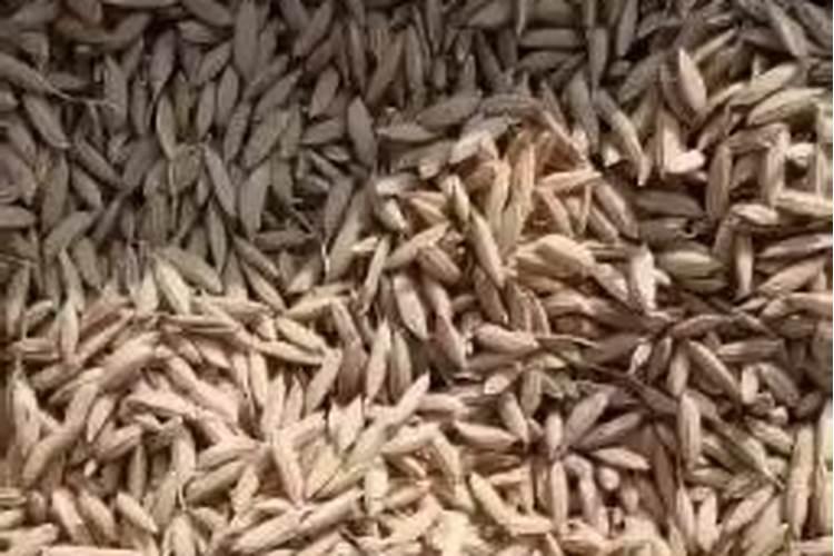 硅肥对水稻的主要作用