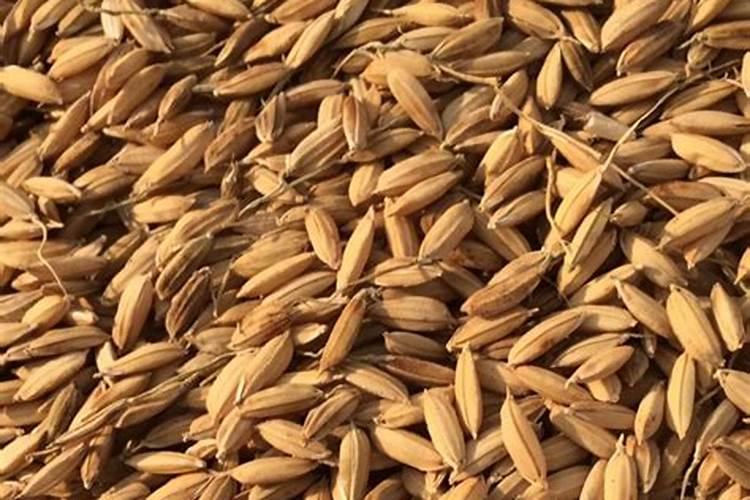 水稻怎么施硅肥,硅肥对水稻的效果有哪些