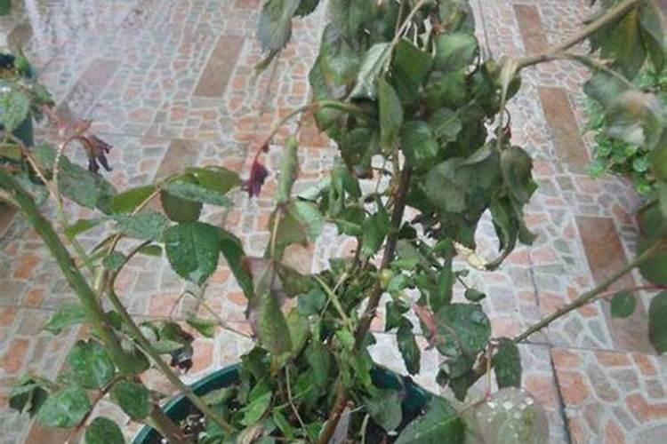 7月份桃树移栽能移活吗 移栽方法是什么