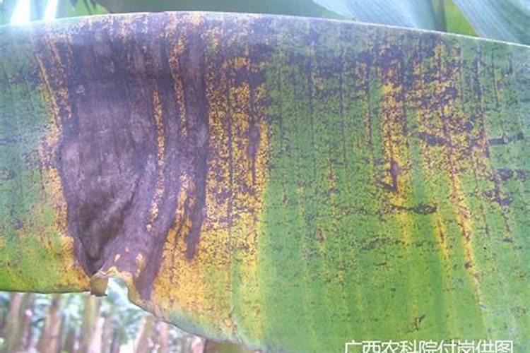 香蕉树最忌三种肥料