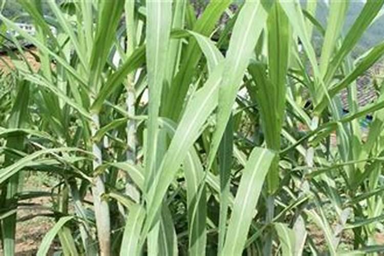 甘蔗最佳增甜方法