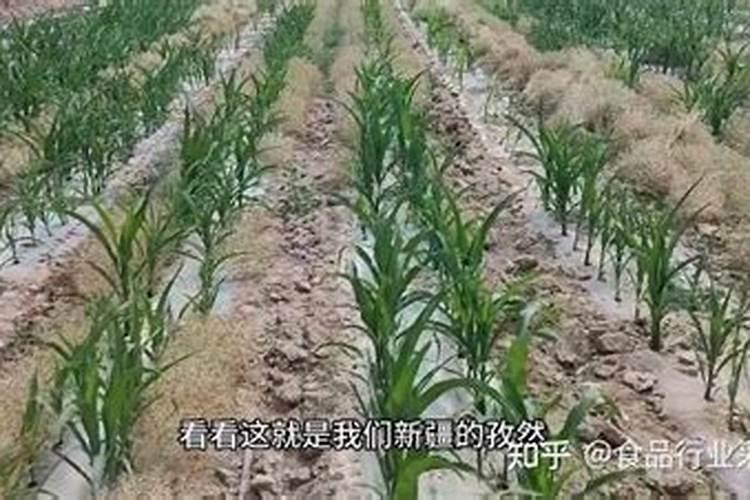 种植白芍不能使用什么除草剂