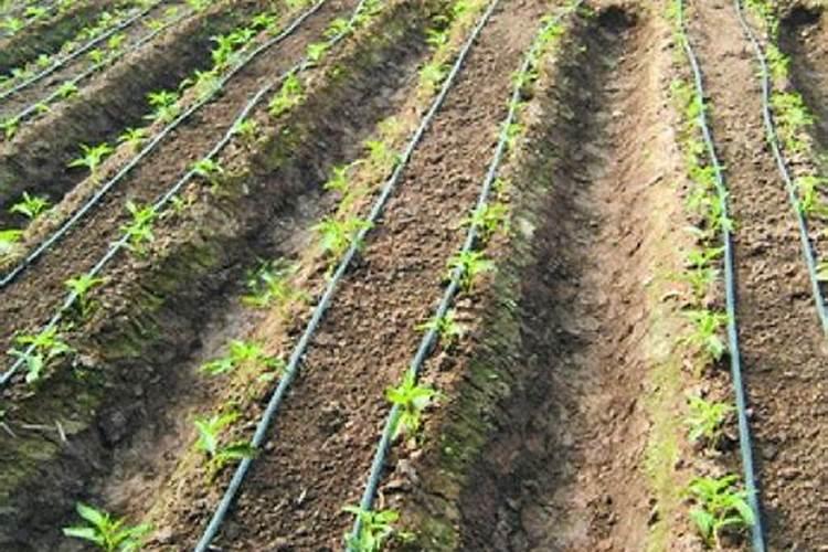 蔬菜大棚的滴灌是怎样实现的