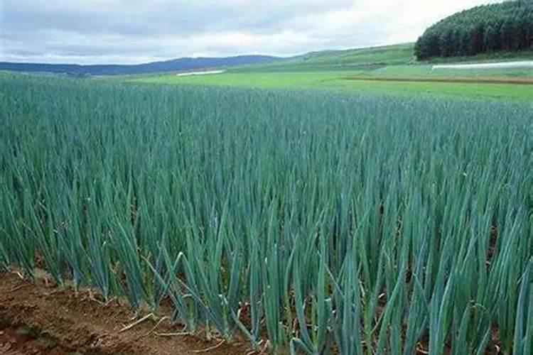 葱喷什么农药能使葱叶更绿更硬？