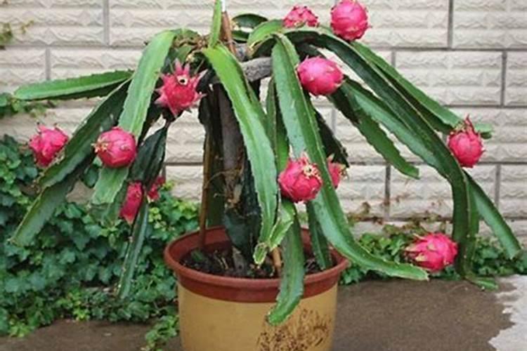 火龙果枝条粉碎可以做肥料吗？