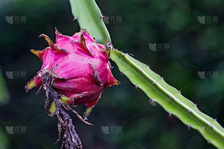 火龙果枝条如何扦插养护