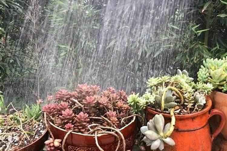 水溶肥什么时候用效果好