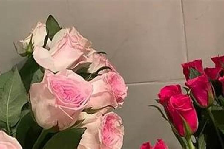 芍药花施什么肥合适