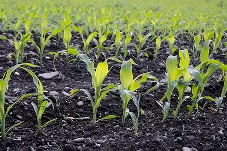 追肥使用磷酸二氢钾,属于叶面肥吗？磷肥怎么用效果好