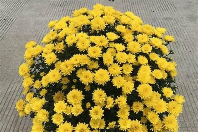 千头菊怎么施肥？