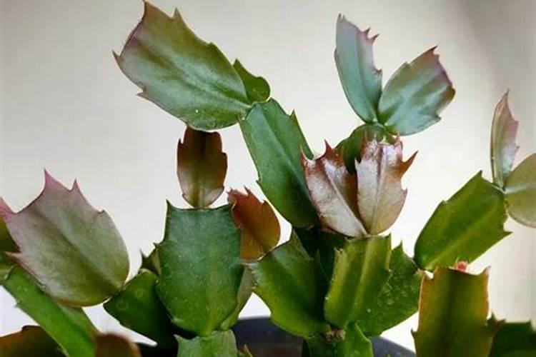 蟹爪兰用什么肥料最好