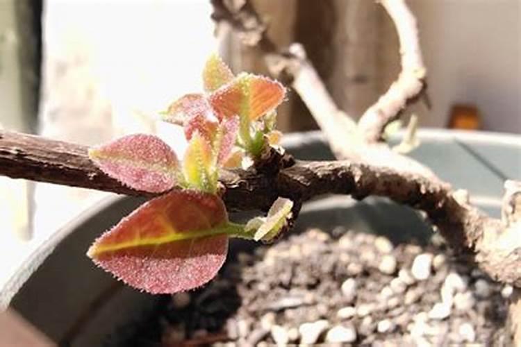 如何让三角梅快速生根