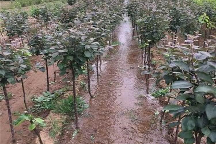 秋月梨树施肥时间和方法 秋月梨应该施什么肥