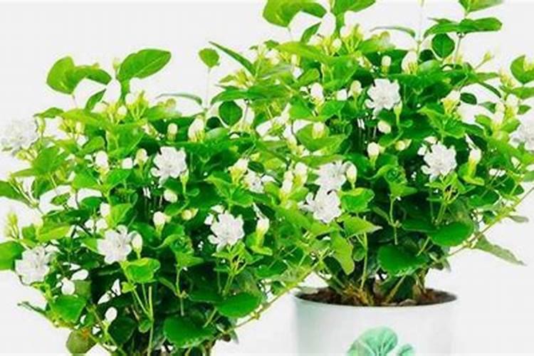 推荐一些适合茉莉花的水溶肥品牌