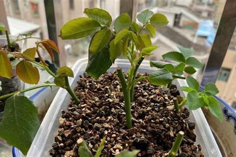 月季扦插详细的教程