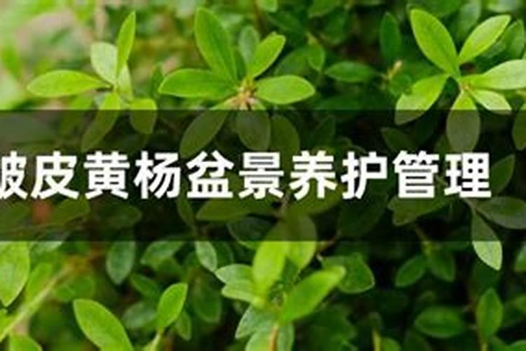 鱼蛋白肥制作方法