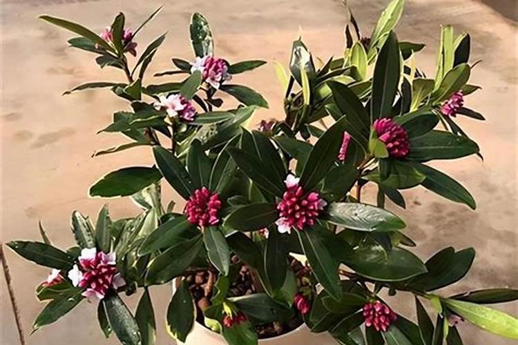 硫酸钾复合肥多少钱一斤