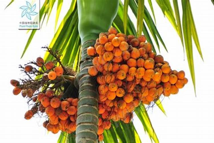 槟榔施什么肥结果多