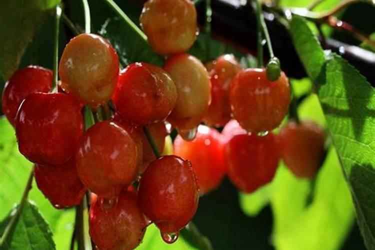 樱桃树用什么叶面肥