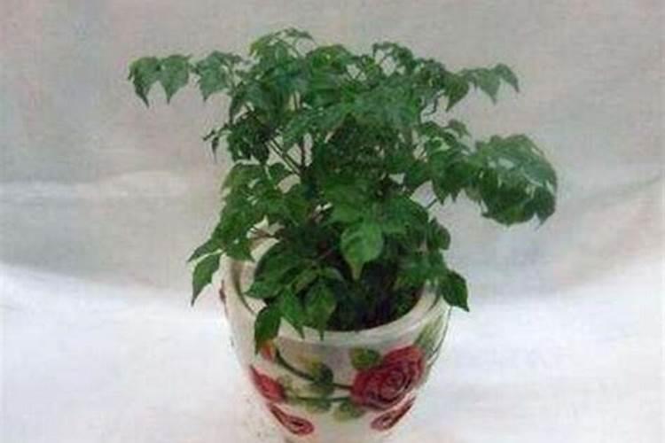 白兰花用什么肥料 怎么用