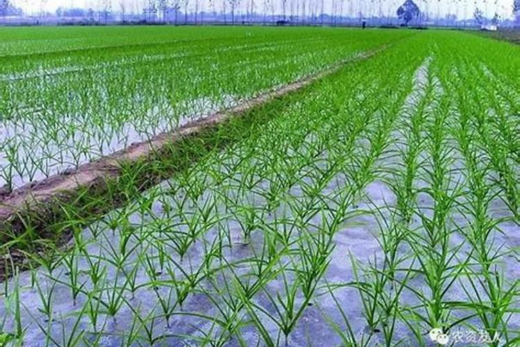 除虫公司7招解决家庭虫害问题