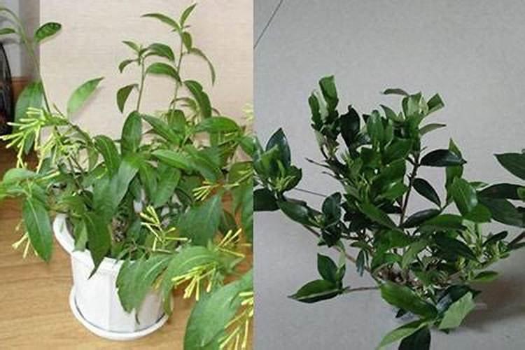 夜来香怎么施肥,这样做才正确!