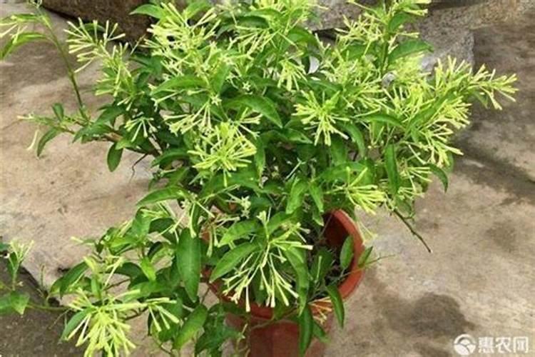 夜来香怎么施肥