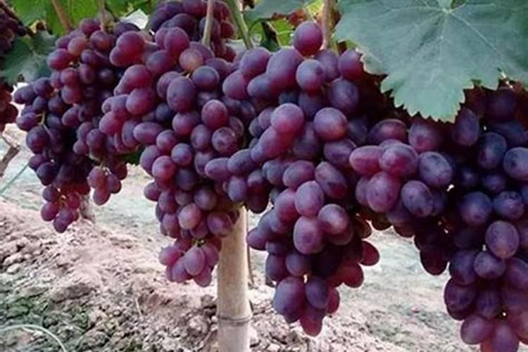 葡萄施肥的时间是什么时候？应该如何施肥？