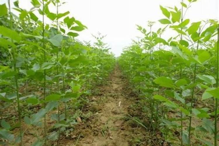 白蜡叶子发黄干枯什么原因？