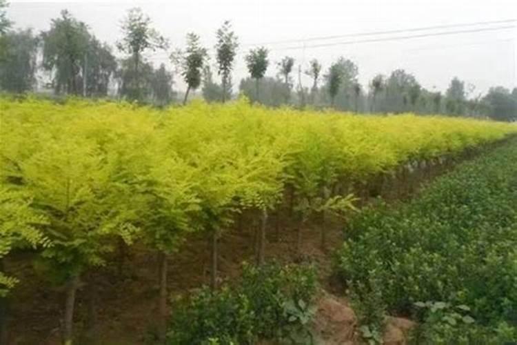 对节白蜡盆景施什么肥效果最好？