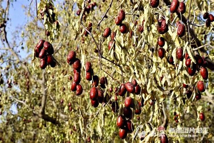 种植红枣的水肥管理技术有哪些 养殖方法总结