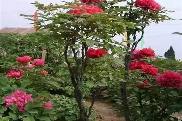 樱桃树可以用硅钙钾镁肥吗？