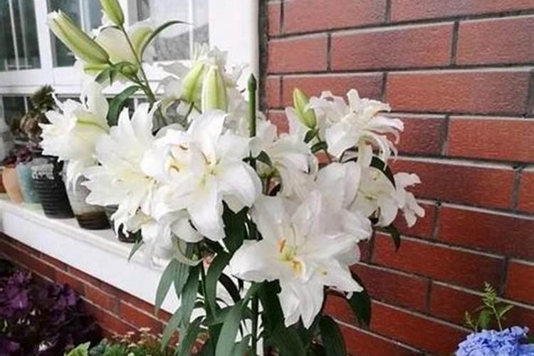 百合公认最好的叶面肥