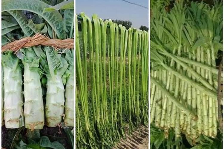 贡菜是怎么生长的