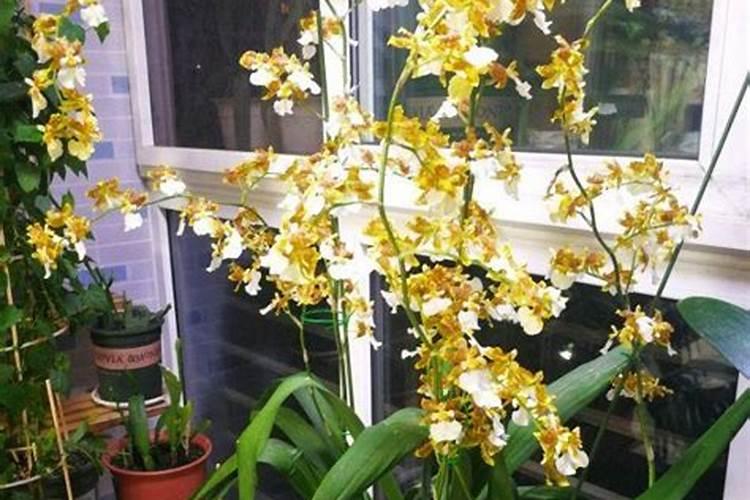 文心兰怎么施肥