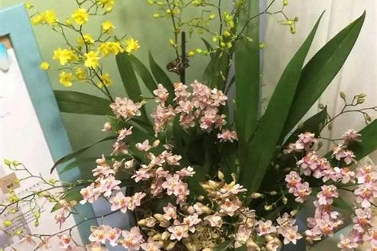 文心兰的施肥方法什么肥料好？