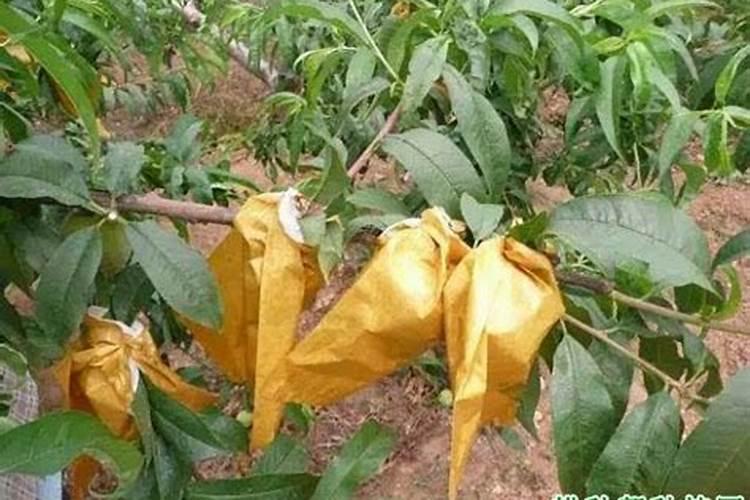 桃树套袋前打什么药