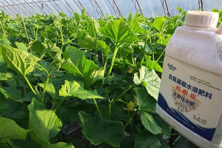 月季水培扦插多久生根