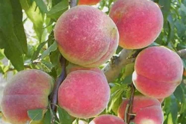 桃树打什么药长得好又高产