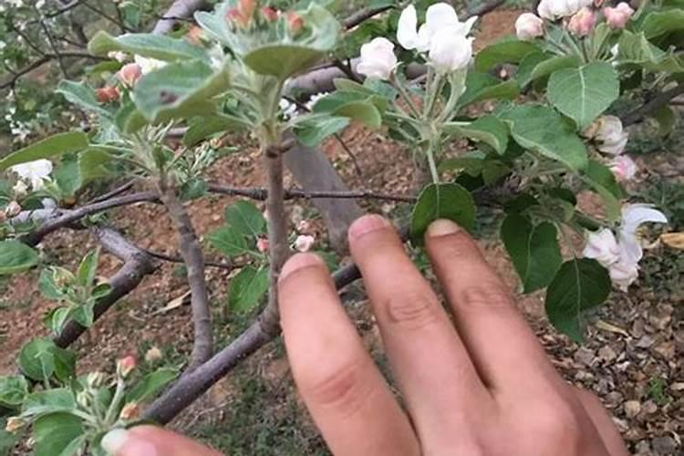 枣树施什么肥料最好