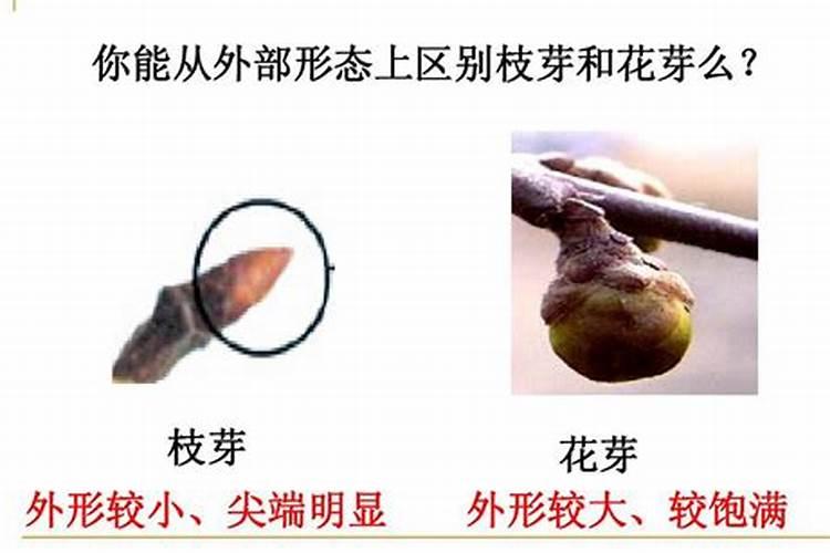 催芽肥料和催花肥料的区别