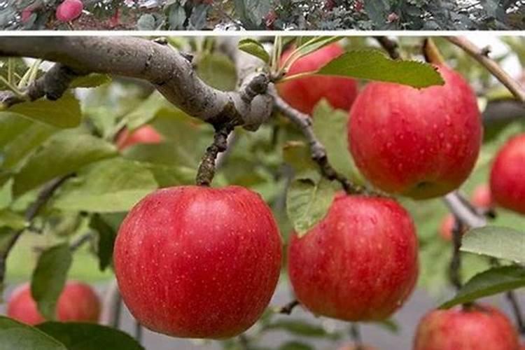 苹果种植技术