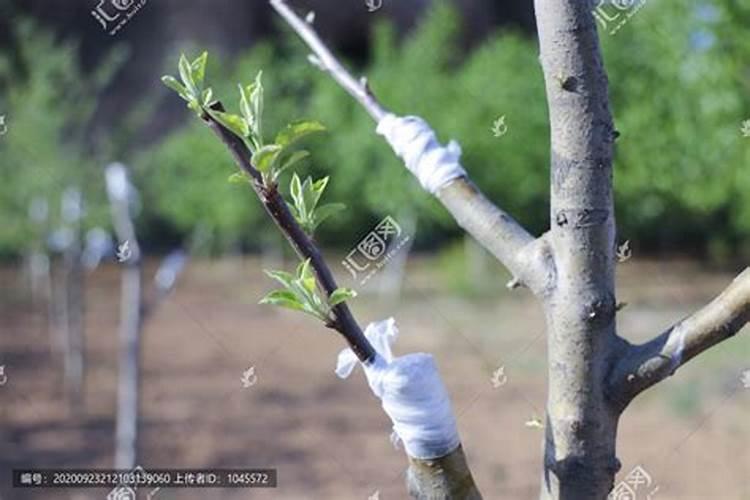 樱桃苗的栽培与管理