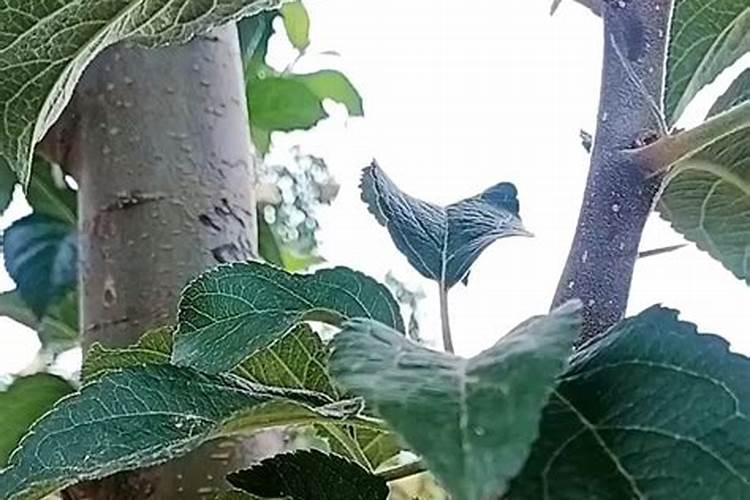 缅甸西瓜瓜瓤发粉发白怎么回事？